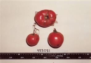 Click for 1 image(s) for this accession. FRUIT